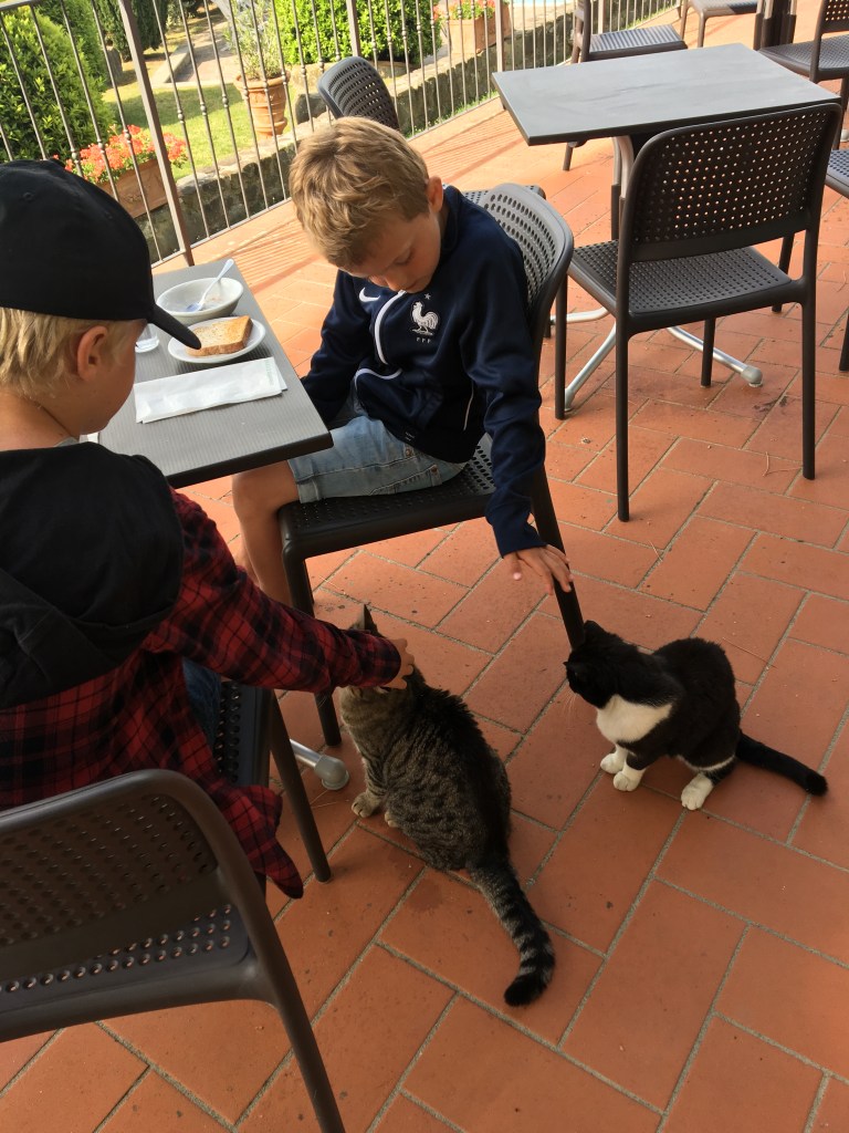 Katte ved morgenmaden